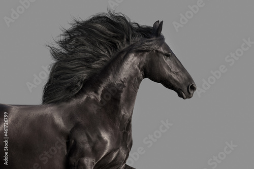 Beautiful Black frisian stallion portrait isolated on gray background