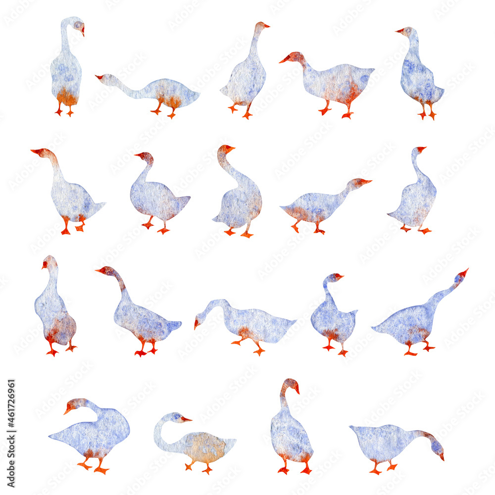 Obraz premium Watercolor hand drawn illustration of geese swan nibbles the grass isolated on the white background. Colorful set for fabric, gift wrapping paper, scrapbooking. Design for kids.