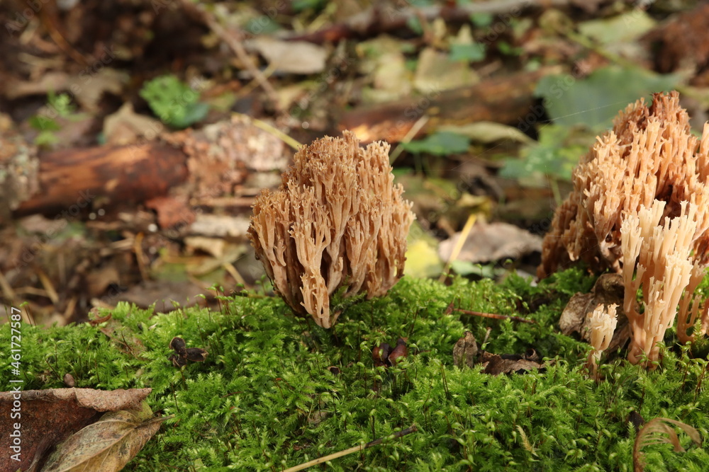 Clavicorona pyxidata in the autumn forest Clavicorona pyxidata in the autumn forest