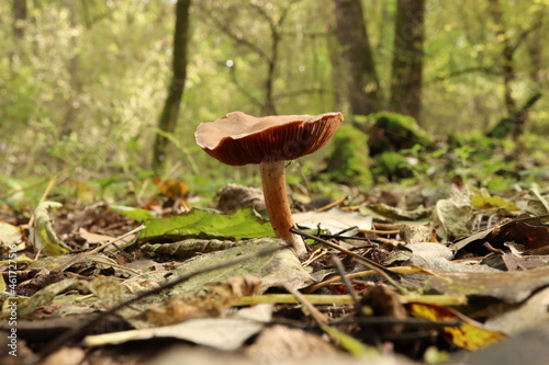 Tubaria furfuracea mushroom in the autumn forest  photo
