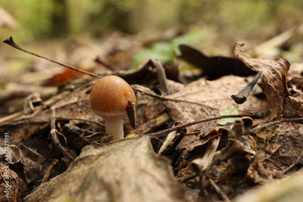 Small mushroom Psathyrella spadiceogrisea in the autumn forest with dry leaves Small mushroom Psathyrella spadiceogrisea in the autumn forest with dry leaves