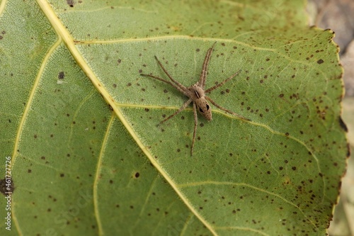 Lycosidae on the leaf in the autumn forest 