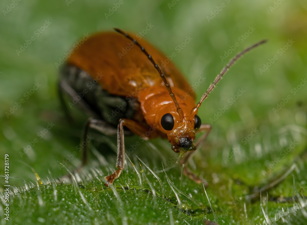 small red insect on a leaf in a garden