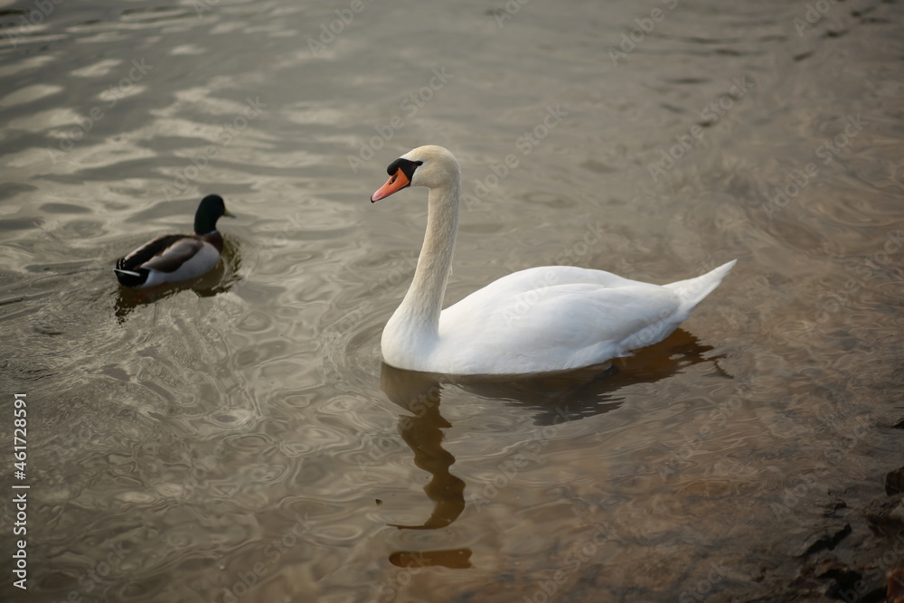 Fototapeta premium duck and swan in the lake
