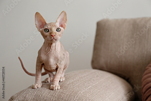 Two month old Canadian sphynx cat sitting on a couch. Beautiful purebred hairless kitten with yellow eyes. Natural light. Close up, copy space, background.