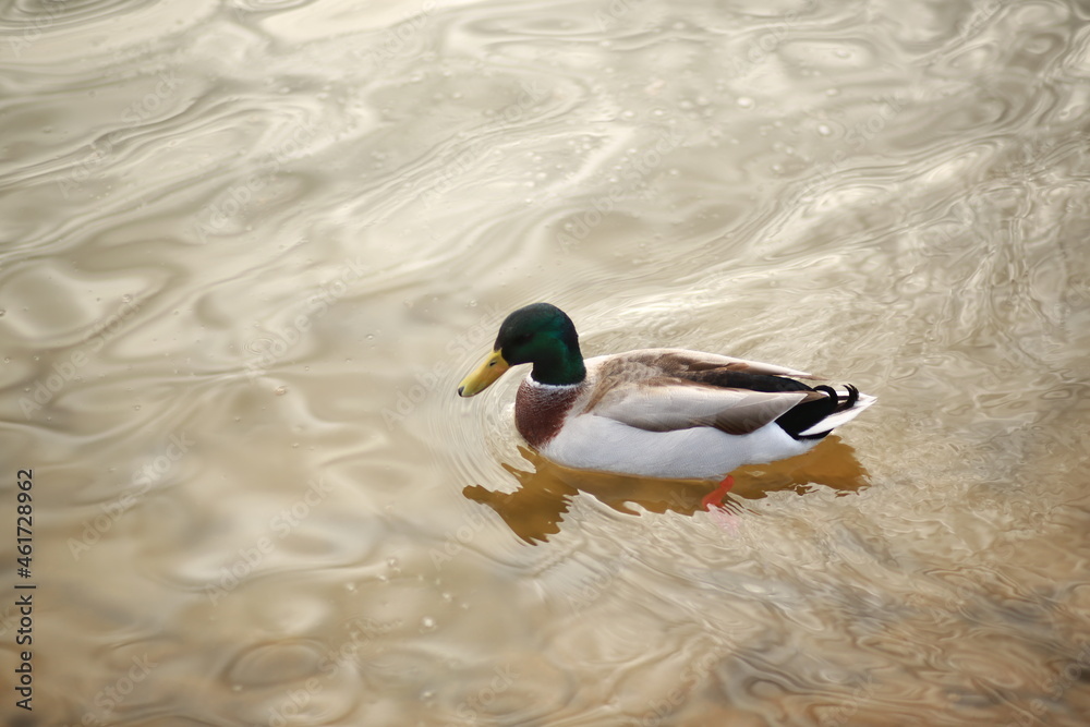 Obraz premium ducks on the water