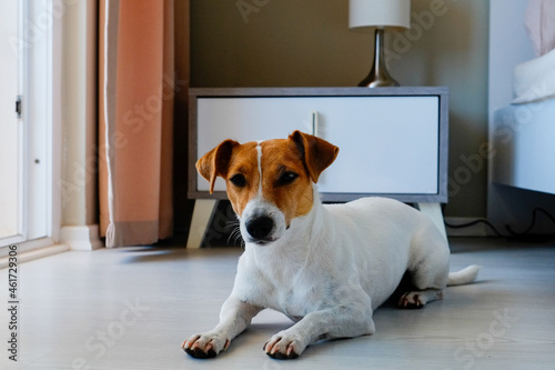 Curious Jack Russell Terrier puppy looking at the camera. Adorable doggy with folded ears lying on the floor at home. Close up, copy space, cozy interior background.