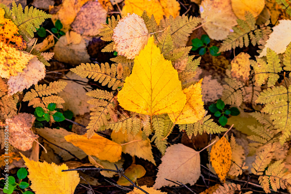 Autumn landscape. Composition of bright colors of autumn leaves. Colorful mood.