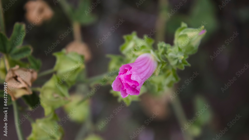 Bud of Malva moschata. Pink flowers. Honey plants. (selective focus)