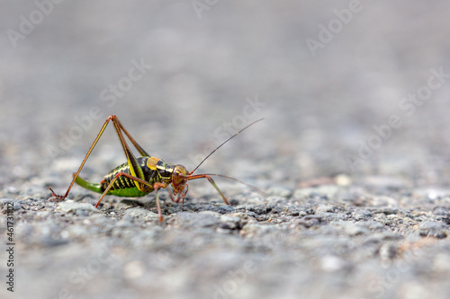 grasshopper on the ground © MBSchmidt