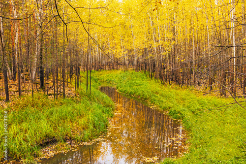Autumn forest  yellow foliage on the trees. Forest stream among thickets of grass. A wonderful view of wildlife.