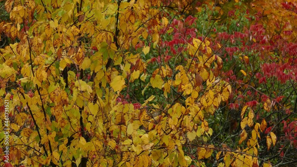 Shot of beautiful vibrant colours of autumn foliage, as a sparrow hops between branches in a small opening of a large maple tree. Shot of beautiful vibrant colours of autumn foliage, as a sparrow hops between branches in a small opening of a large maple tree.