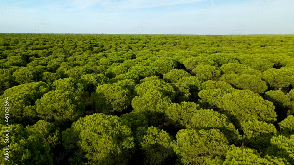 Cinematic trucking shot of green growing pine tree plantation during summer - Blue sky and sunlight at sky -
