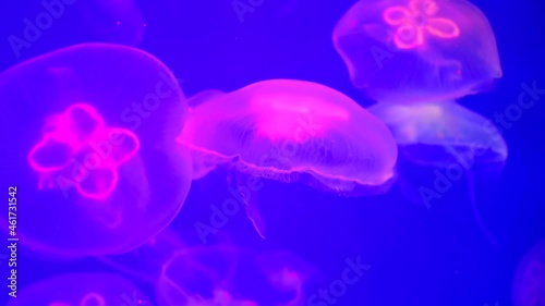 Shiny vibrant fluorescent jellyfish glow underwater, dark neon dynamic pulsating ultraviolet blurred background. Fantasy hypnotic mystic pcychedelic dance. photo