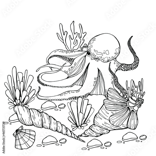 Octopus print, seashells, rapana, water world, wildlife. Background for children and adults. For painting, textiles, design, coloring, print. Stock illustration. Isolate on white. 