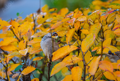 a sparrow bird on the branches of a bush eats berries, autumn in the city, yellow leaves