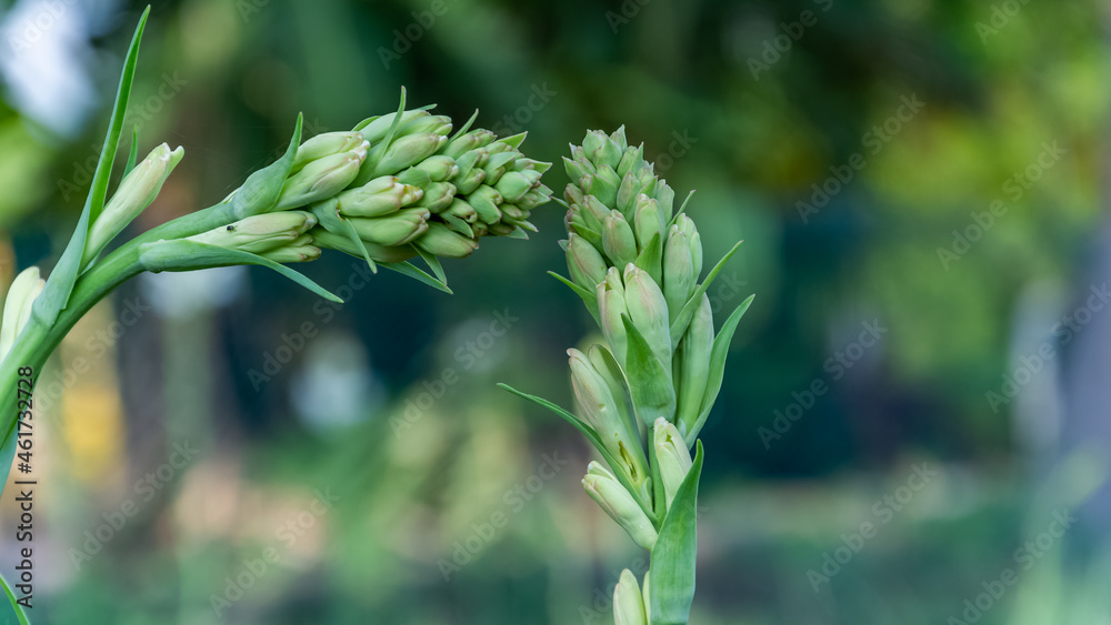 White tuberose (sampangi) flower in nature background White tuberose (sampangi) flower in nature background