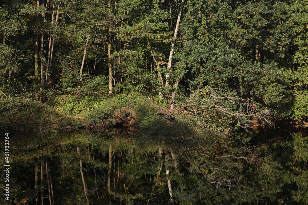 Fototapeta premium A forest with reflection in the water of a pond