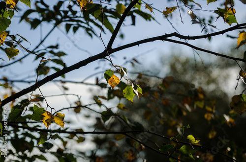 BIRCH BRANCHES - Yellowed autumn leaves in rays of the sun 