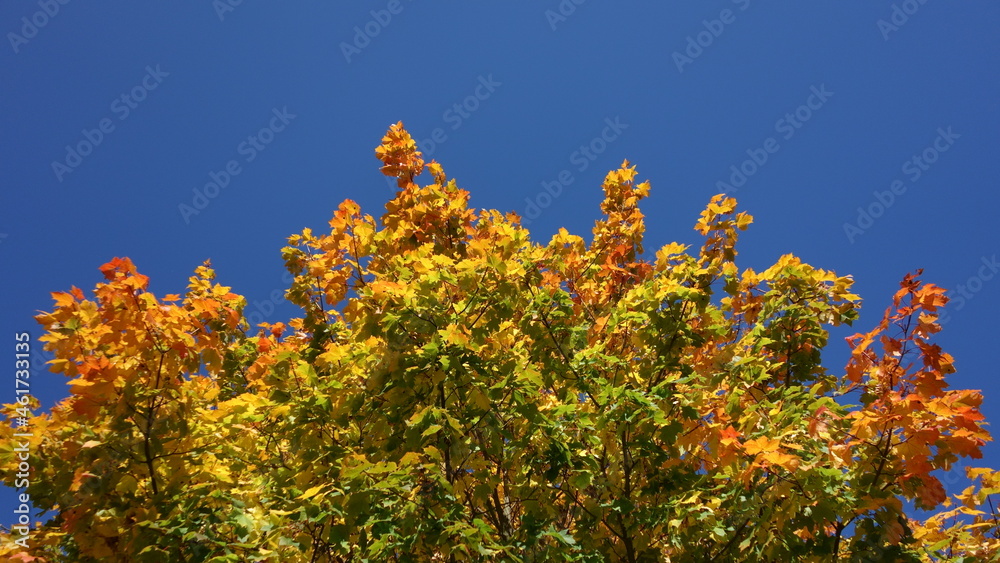 Maple tree in fall colors against clear blue sky Maple tree in fall colors against clear blue sky