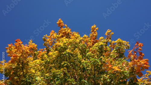 Maple tree in fall colors against clear blue sky