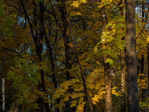 golden autumn  yellow foliage  autumn forest  autumn trees  urban