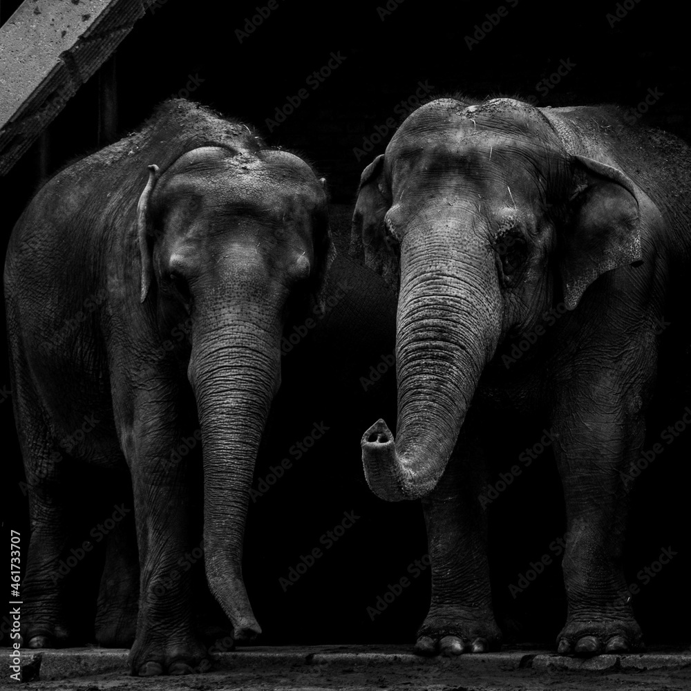 Fototapeta premium Elefanti dello zoo di Berlino