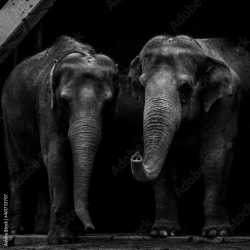 Elefanti dello zoo di Berlino