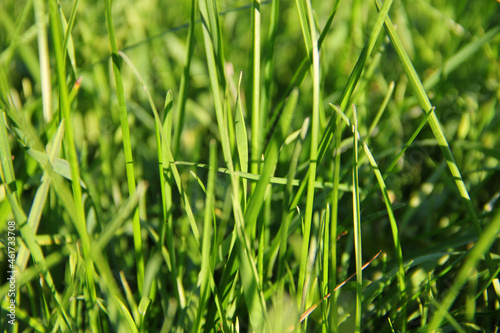 lawn. green grass in the wind. background of green grass