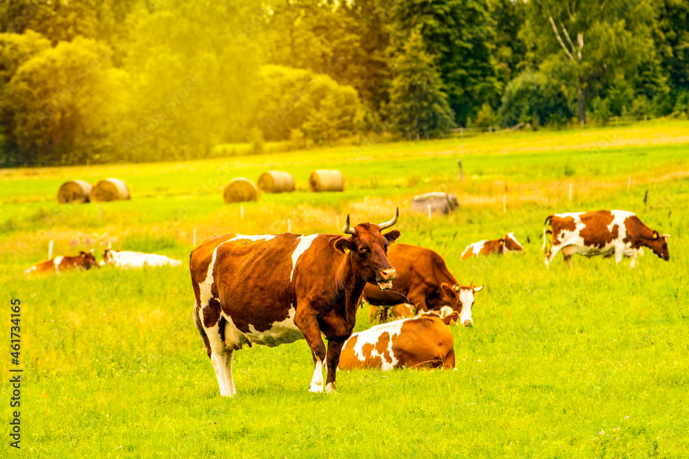 Naklejka premium Dairy cow herd