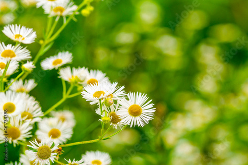 White chamomiles on green grass background © graja