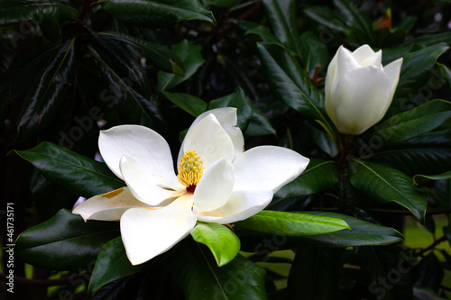 Macro photo  a large magnolia flower against a background of green leaves.