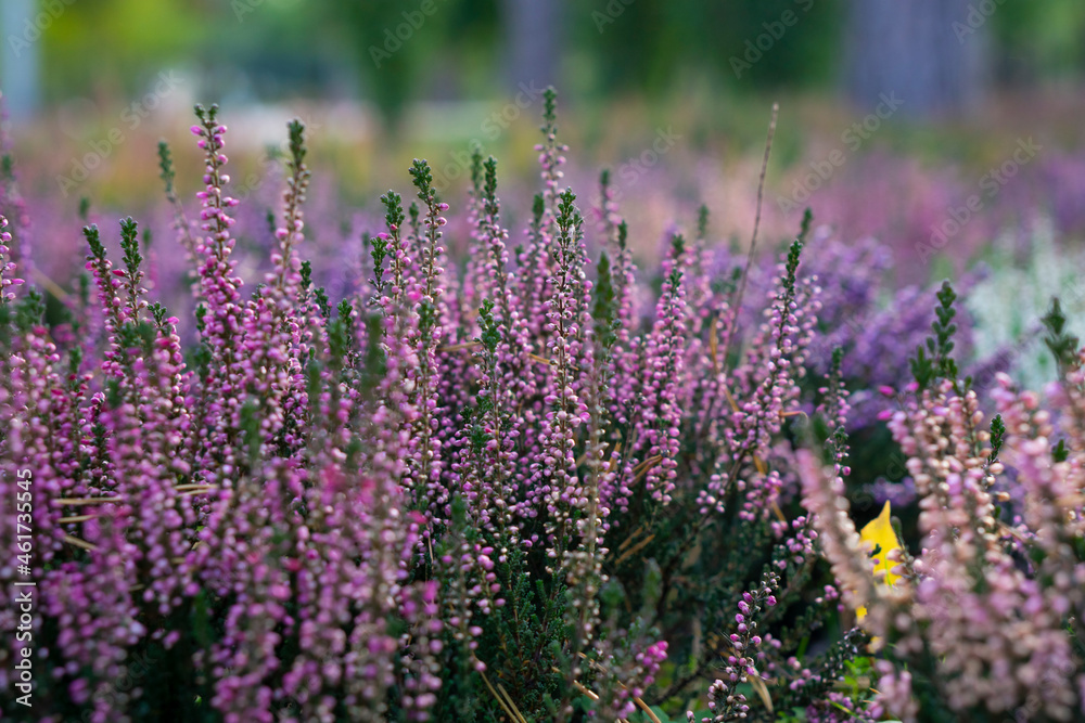 Calluna vulgaris (known as common heather, ling, or simply heather). Bright colorful autumnal background. Filled full frame picture. Diversity of plants in city flowerpot. Heather of various species. Calluna vulgaris (known as common heather, ling, or simply heather). Bright colorful autumnal background. Filled full frame picture. Diversity of plants in city flowerpot. Heather of various species.