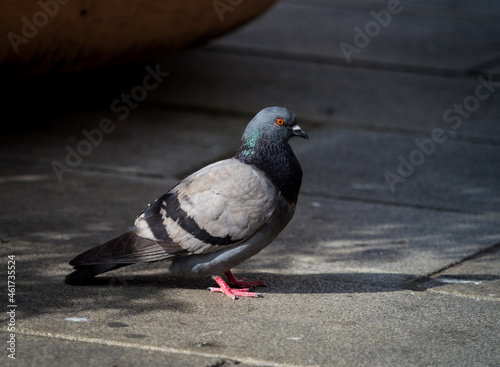 A rock pigeon closeup in erfurt at summer, copy space