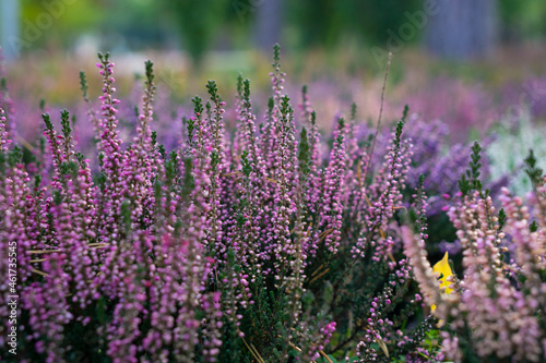Calluna vulgaris  known as common heather  ling  or simply heather . Bright colorful autumnal background. Filled full frame picture. Diversity of plants in city flowerpot. Heather of various species.