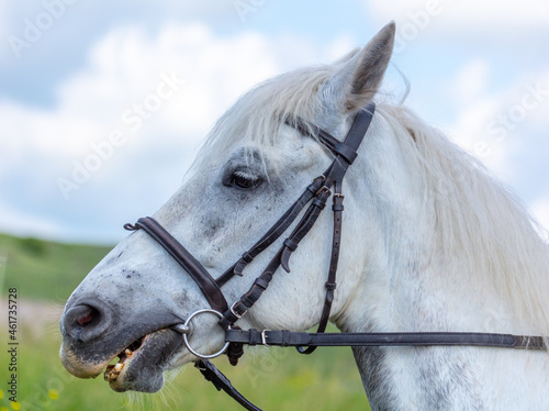 Portrait of a white horse against the background of sky.