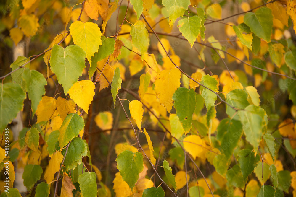 Yellow autumnal leaves background, golden birch tree foliage in bright sun shine Yellow autumnal leaves background, golden birch tree foliage in bright sun shine