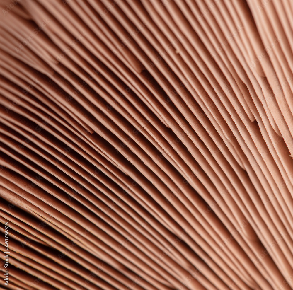 Champignon mushroom as an abstract background. Champignon mushroom as an abstract background.