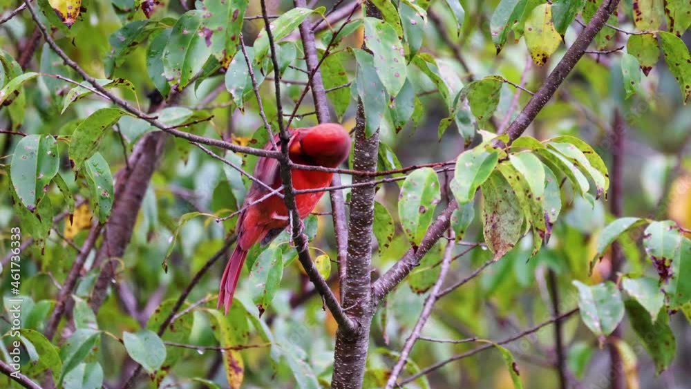 Male Cardinal preening in the woods of North Carolina
