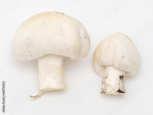 Champignon mushrooms on a white background.