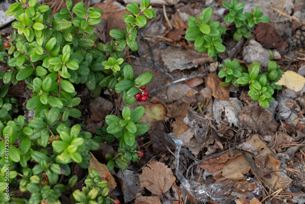 Obraz premium plant in the ground