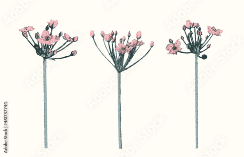 set of isolated flowers (Butomus umbellatus) - elegant grainy  graphic floral illustration 