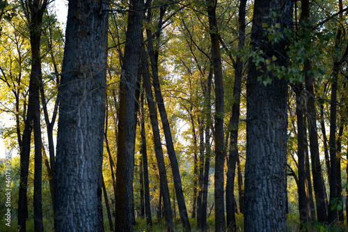 Fototapeta Naklejka Na Ścianę i Meble -  Mixed woodland in autumn with deciduous and evergreen trees 
