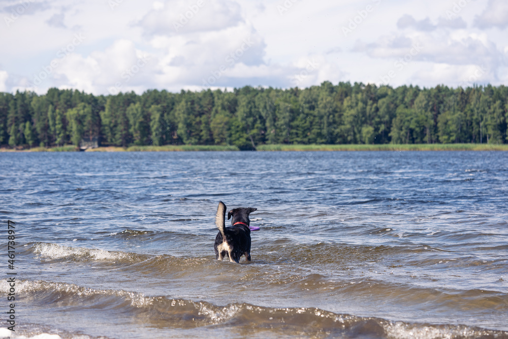 Cute little puppy playing at the lake with its favorite toy Cute little puppy playing at the lake with its favorite toy