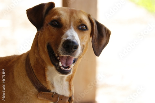 Obraz na płótnie cachorro vira lata caramelo