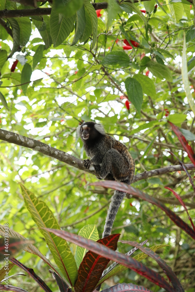 Fototapeta premium macaco mico no rio de janeiro