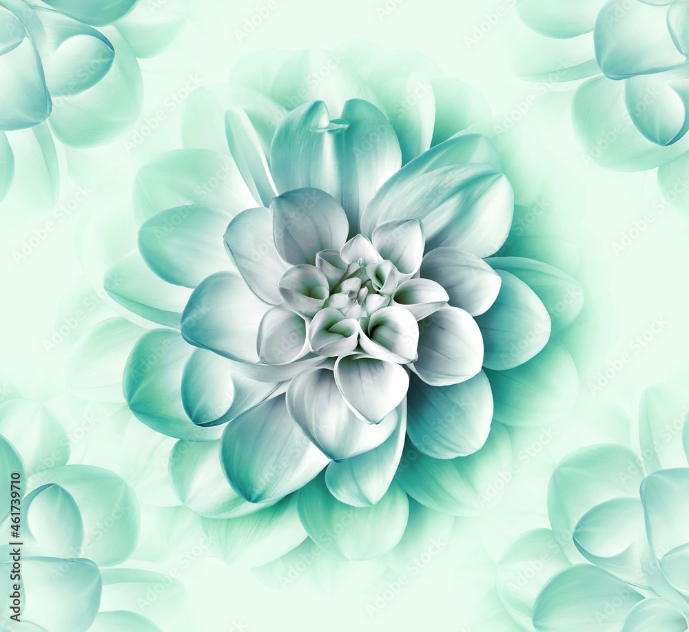 Turquoise dahlia flower. Floral background. Closeup. Nature. Turquoise dahlia flower. Floral background. Closeup. Nature.