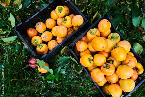 Ripe freshly picked orange persimmon with green leaves in basket. Autumn harvest season