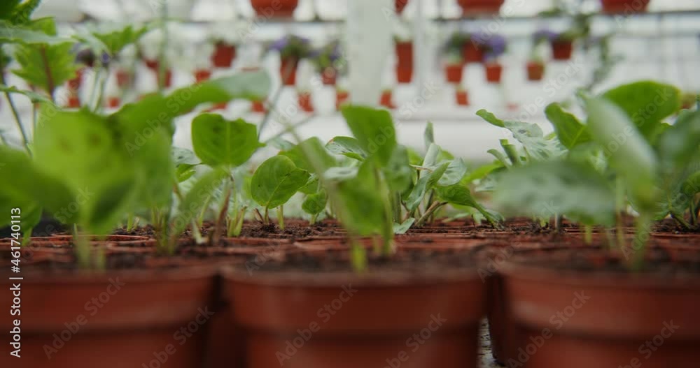 Small pots with newly transplanted shoots in them stand in even rows Small pots with newly transplanted shoots in them stand in even rows