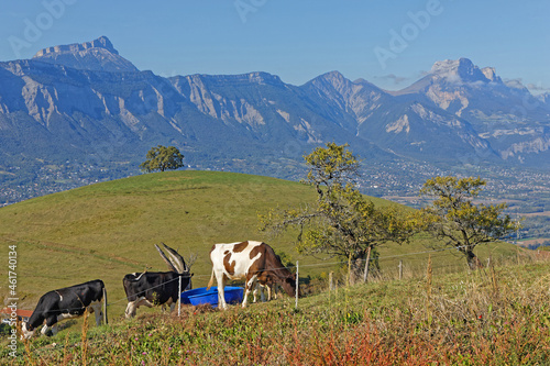 Cows and old oak. Perched on its hill, in a private pasture, the venerable Oak of Venon is 300 years old, 18 meters high and 5 meters circumference. photo